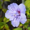 Hibiscus syriacus Blue Chiffon