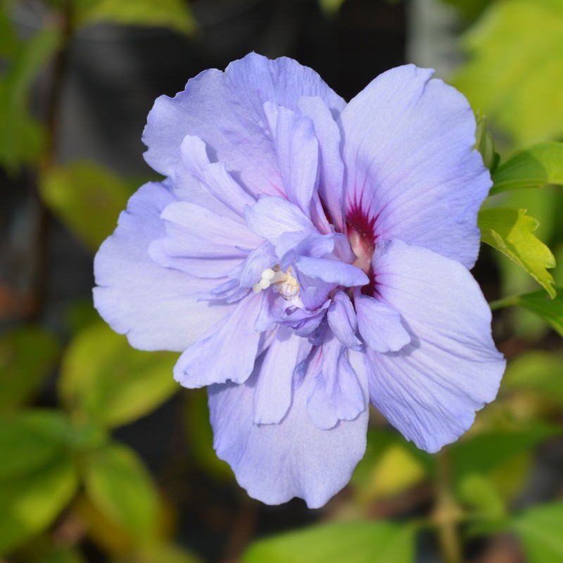 Hibiscus syriacus Blue Chiffon