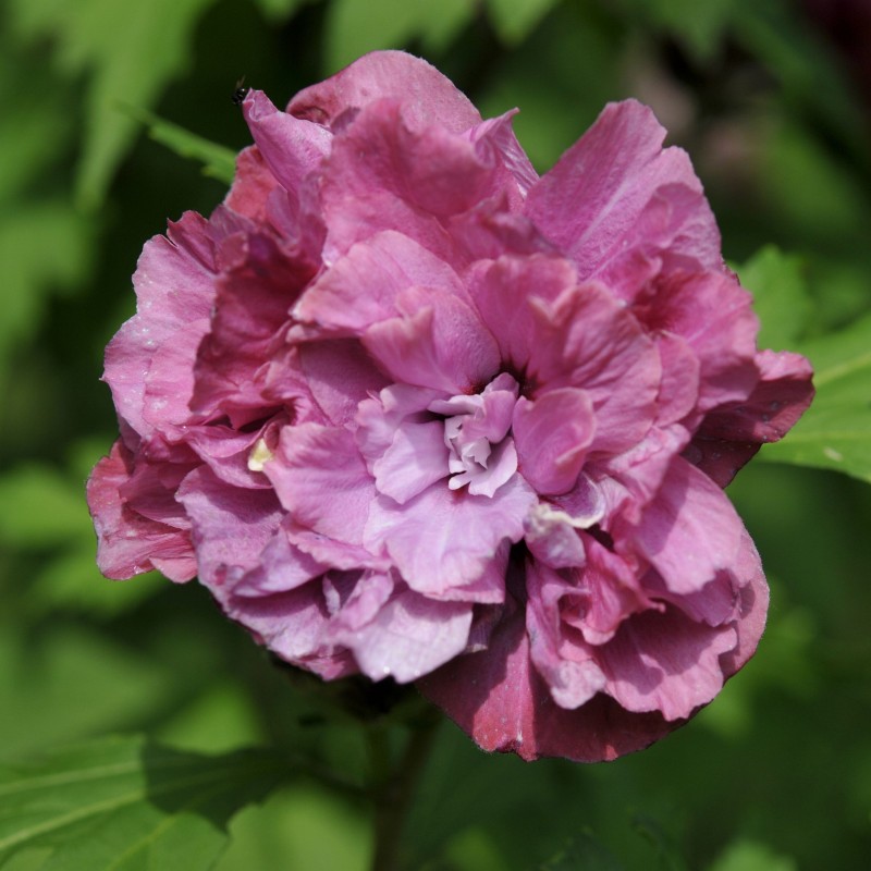 Hibiscus syriacus Duc de Brabant