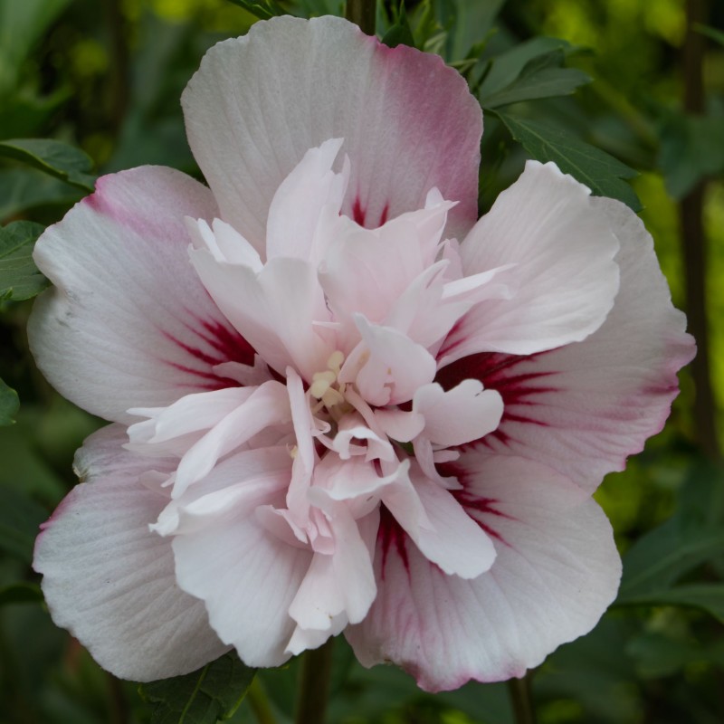 Hibiscus syriacus Lady Stanley
