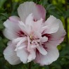 Hibiscus syriacus Lady Stanley
