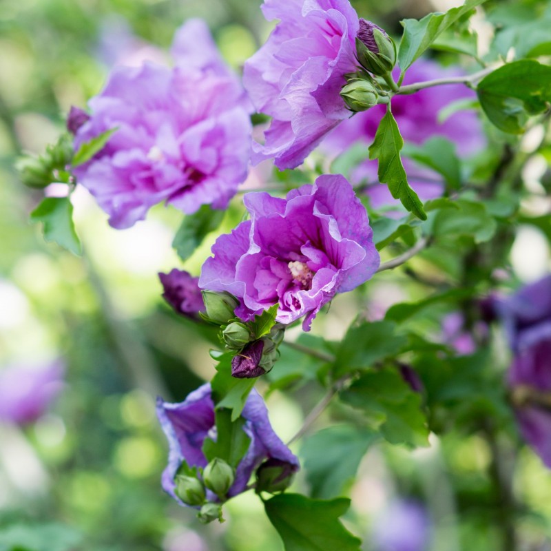 Hibiscus syriacus Lavender Chiffon 