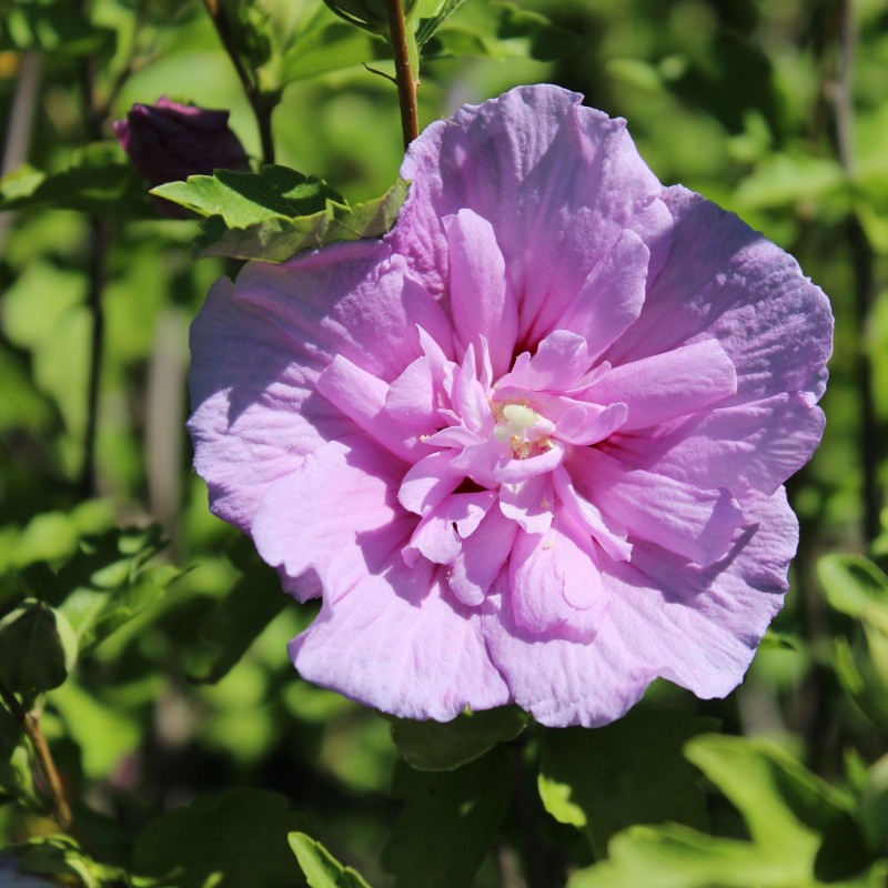 Hibiscus syriacus Lavender Chiffon 