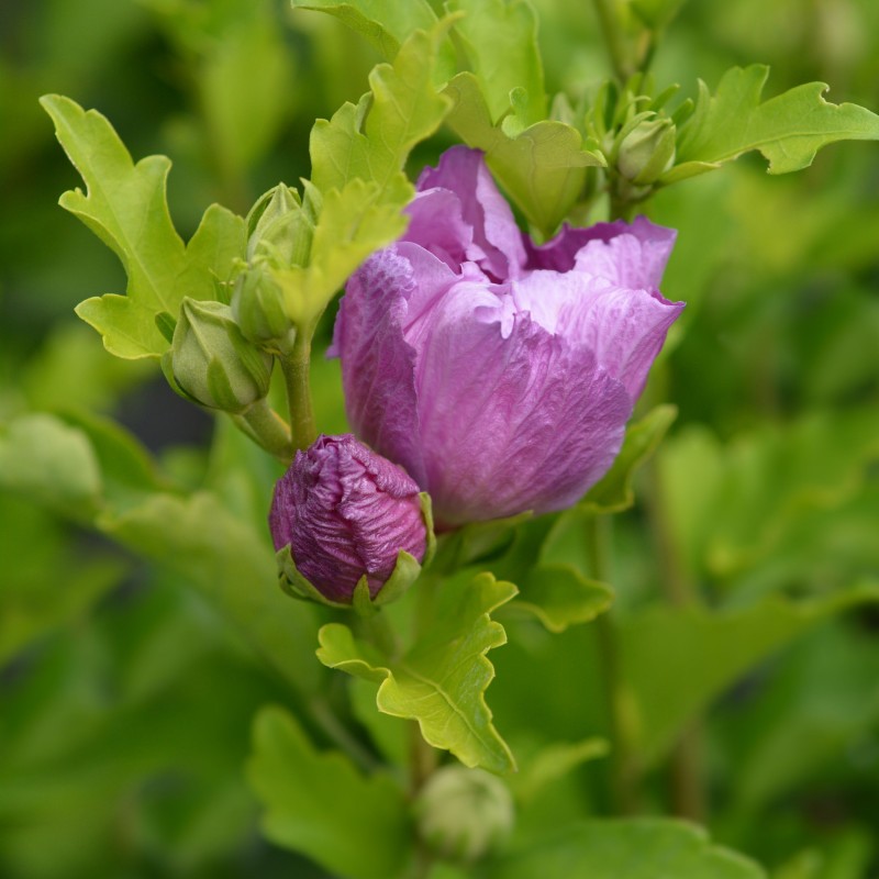 Hibiscus syriacus Magenta Chiffon