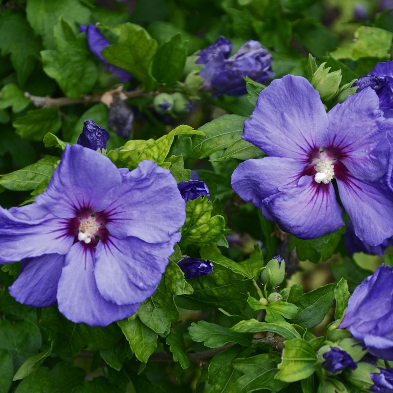 Hibiscus syriacus Marina