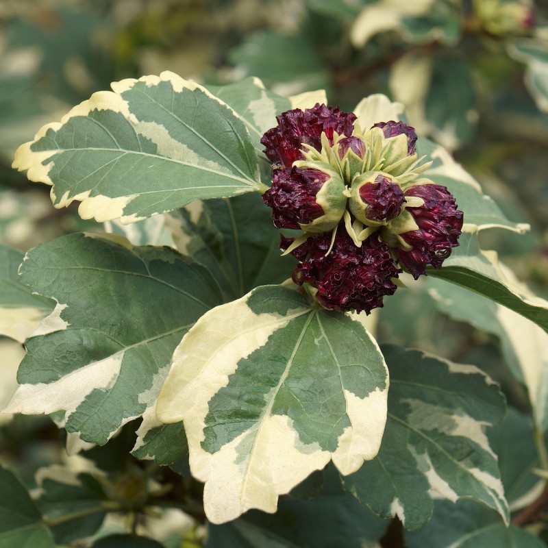 Hibiscus syriacus Purpureus Variegatus