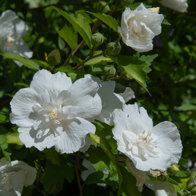 Hibiscus syriacus White Chiffon