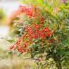 Nandina domestica Richmond