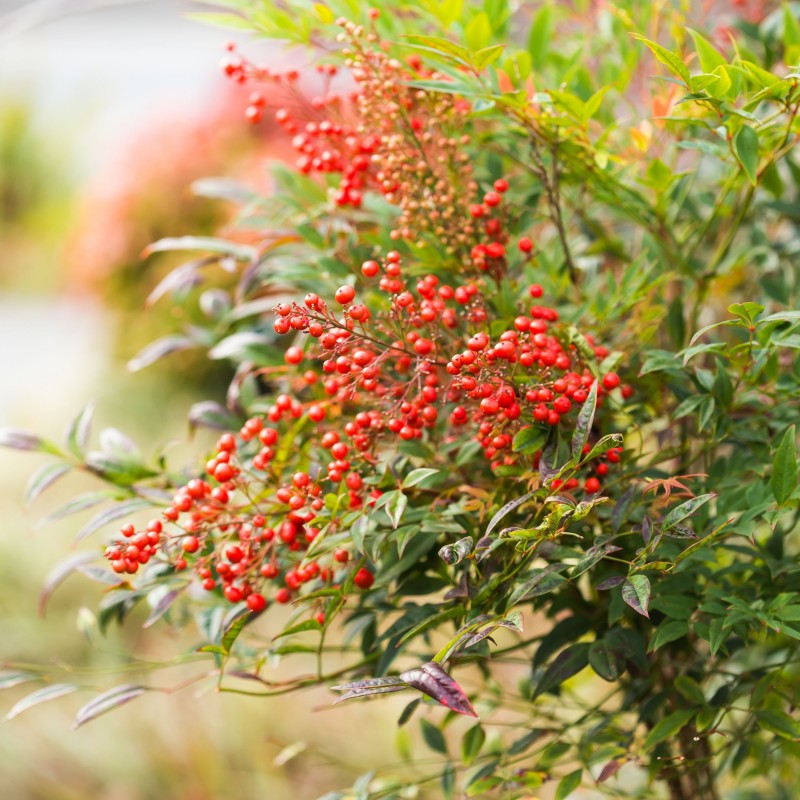 Nandina domestica Richmond