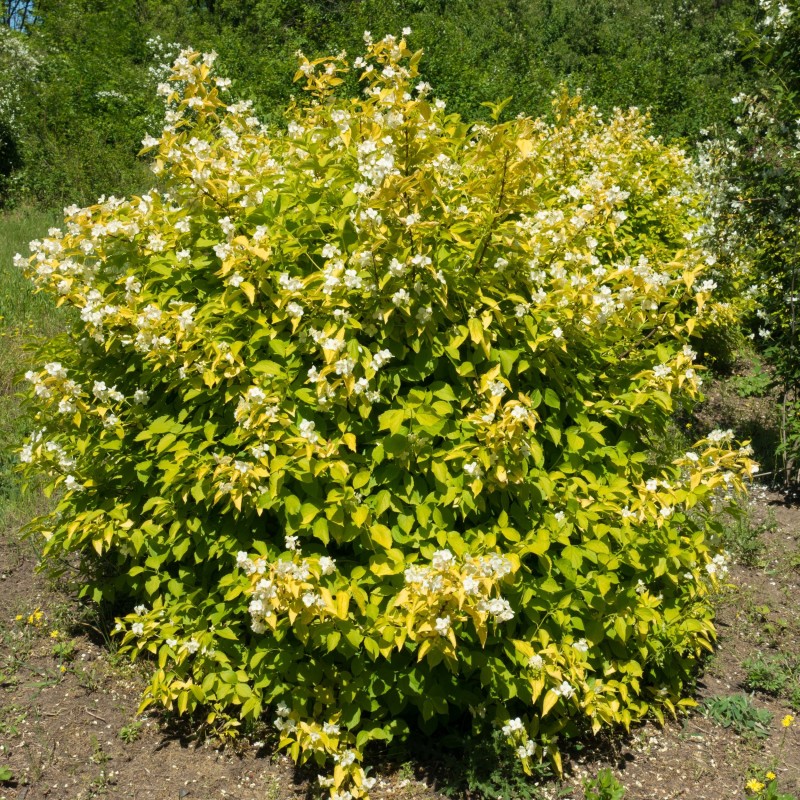 Philadelphus Aureus 