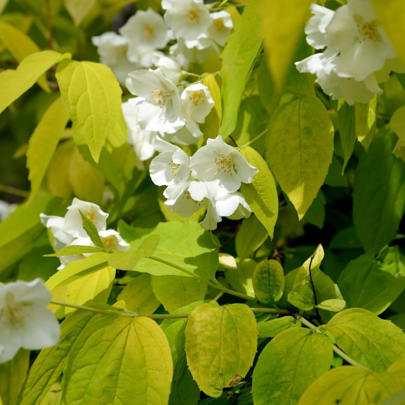 Philadelphus Aureus 