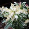 Pieris japonica Flaming Silver