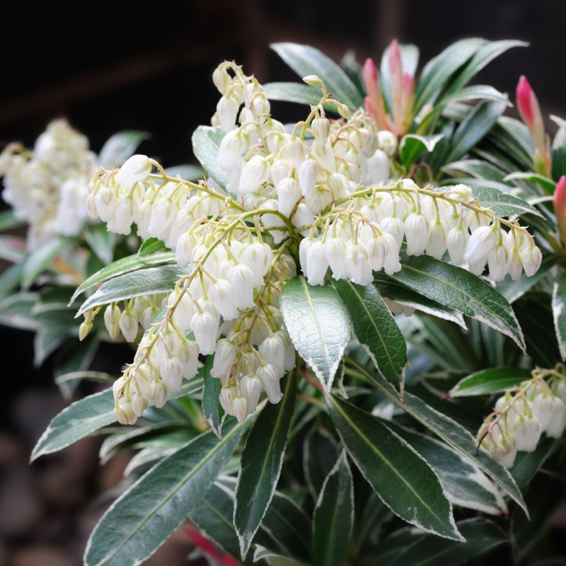 Pieris japonica Flaming Silver