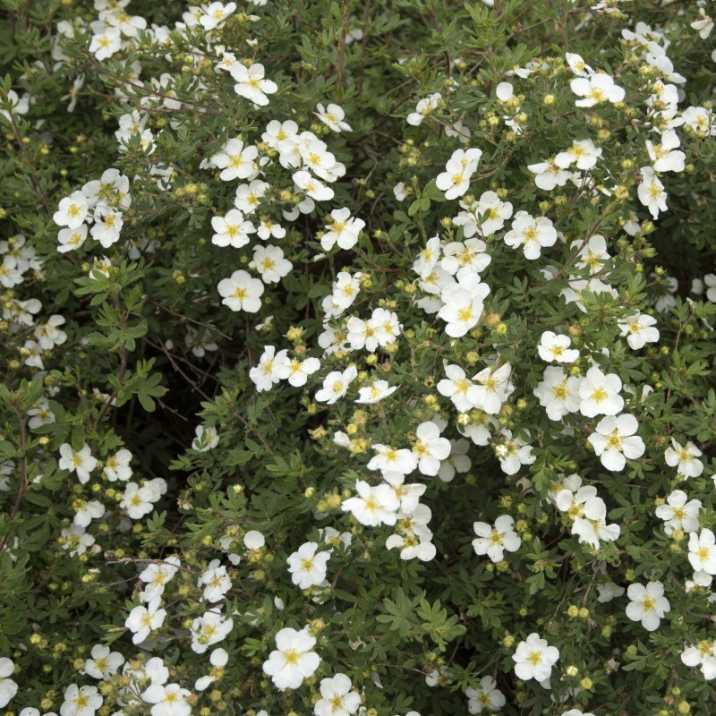 Potentilla Abbotswood