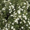 Potentilla Abbotswood