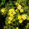 Potentilla sommerflor