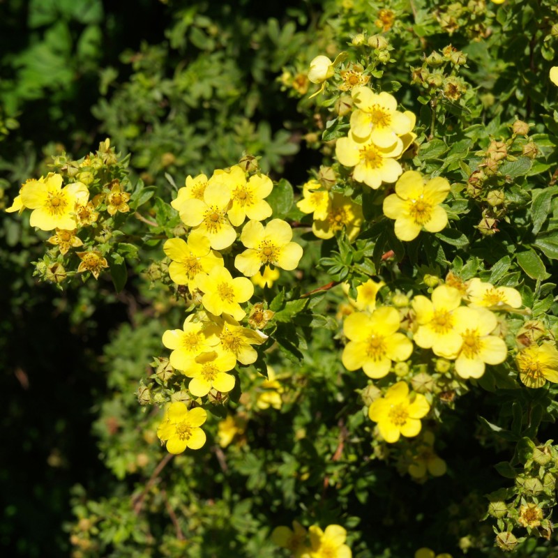 Potentilla sommerflor