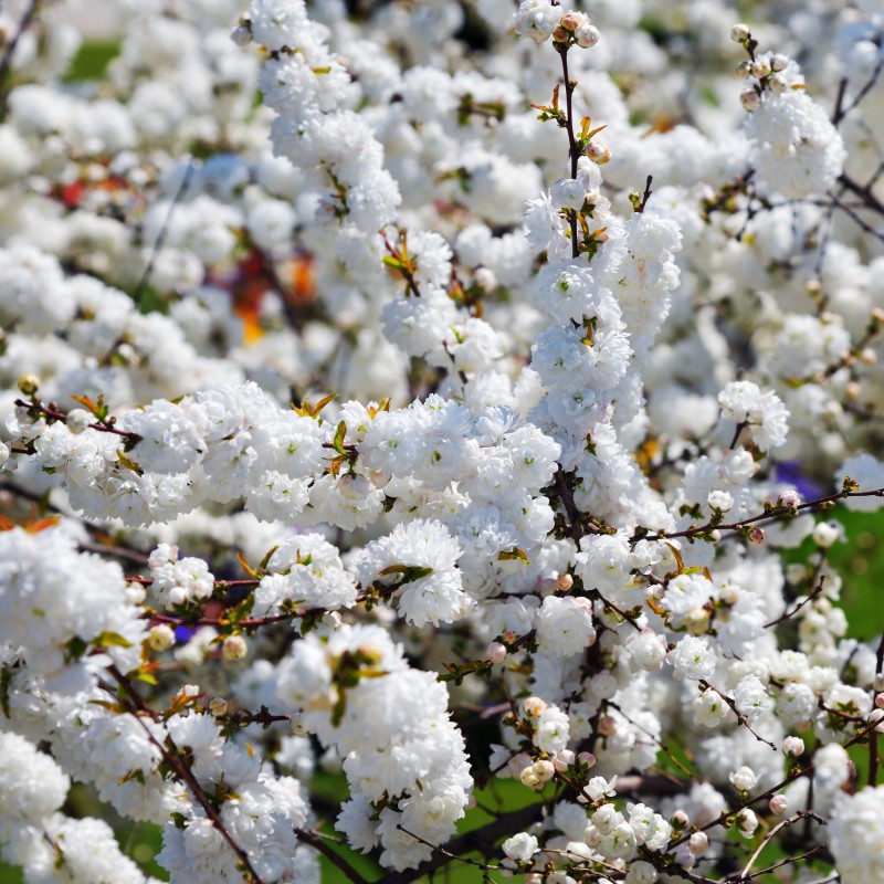 Prunus glandulosa Alba Plena