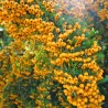 Pyracantha Soleil Dor