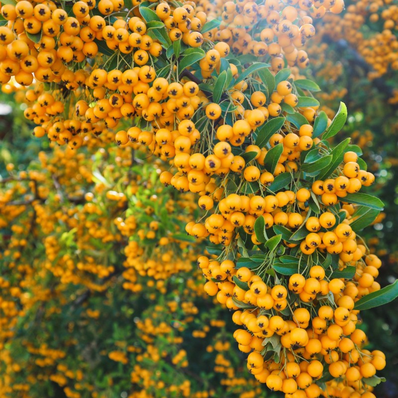Pyracantha Soleil Dor