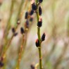 Salix gracilistyla Melanostachis