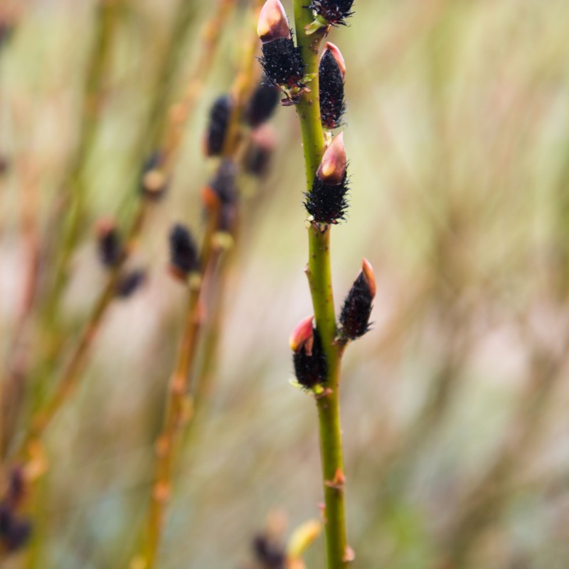 Salix gracilistyla Melanostachis