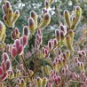 Salix gracilistyla Mount Aso