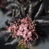Sambucus nigra Black Tower