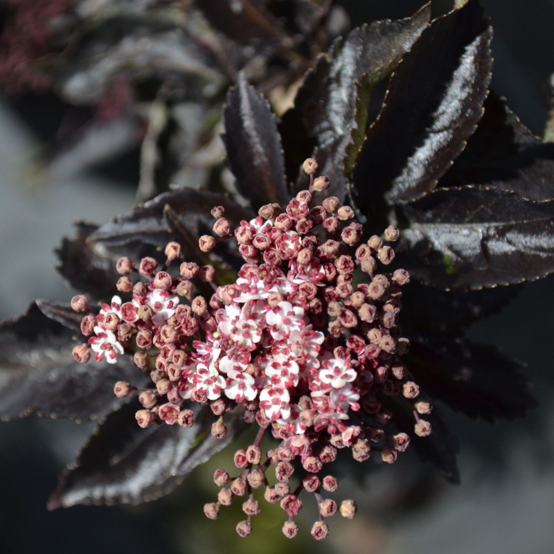 Sambucus nigra Black Tower