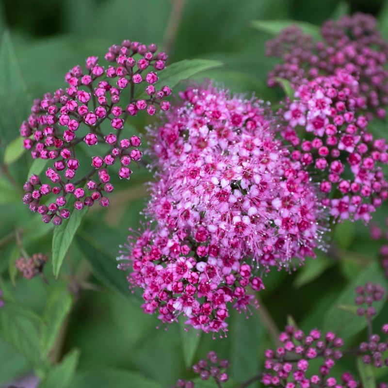Spiraea Dart Red