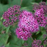 Spiraea Dart Red