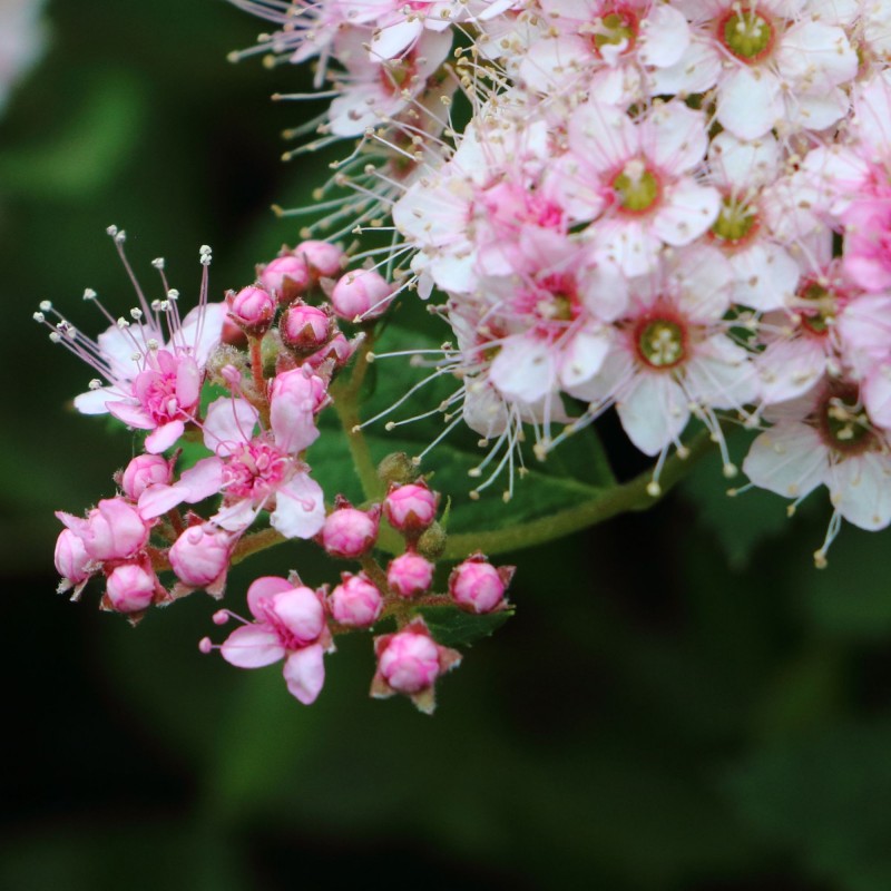 Spiraea Little Princess 