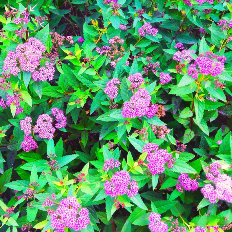 Spiraea Little Princess 