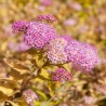 Spiraea Shirobana