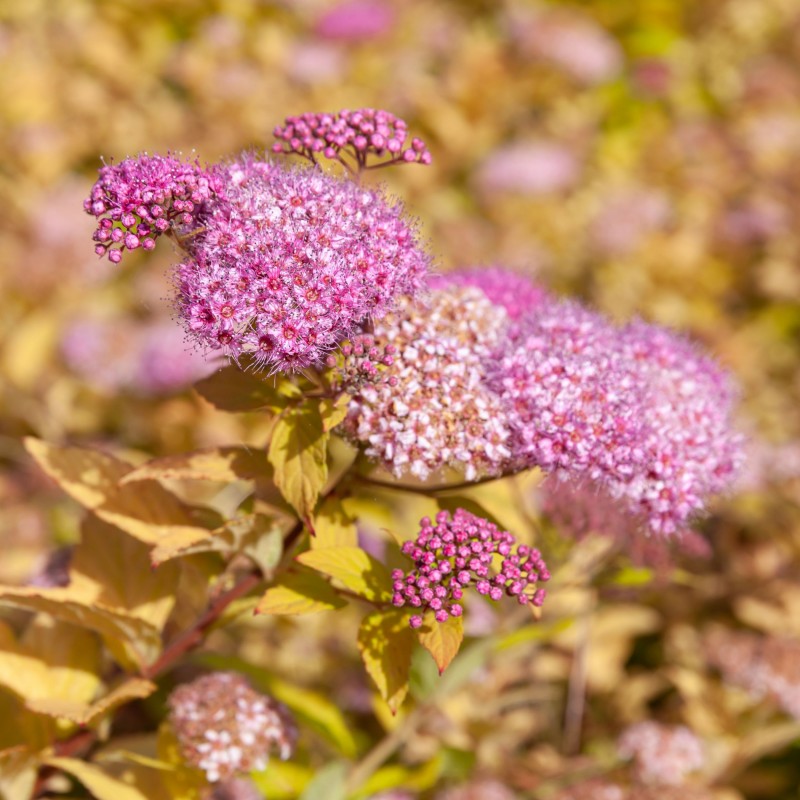Spiraea Shirobana