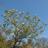 Viburnum carlesi Aurora