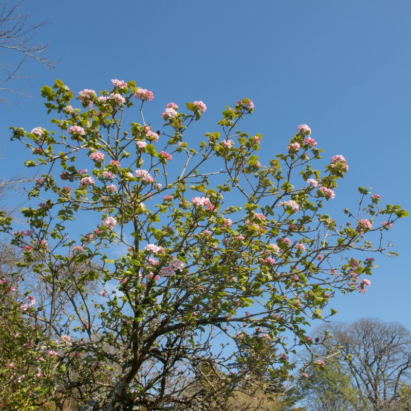 Viburnum carlesi Aurora
