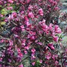 Weigela Alexandra 