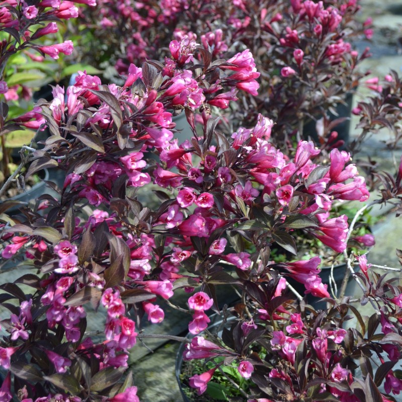 Weigela Alexandra 