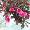 Weigela Alexandra 