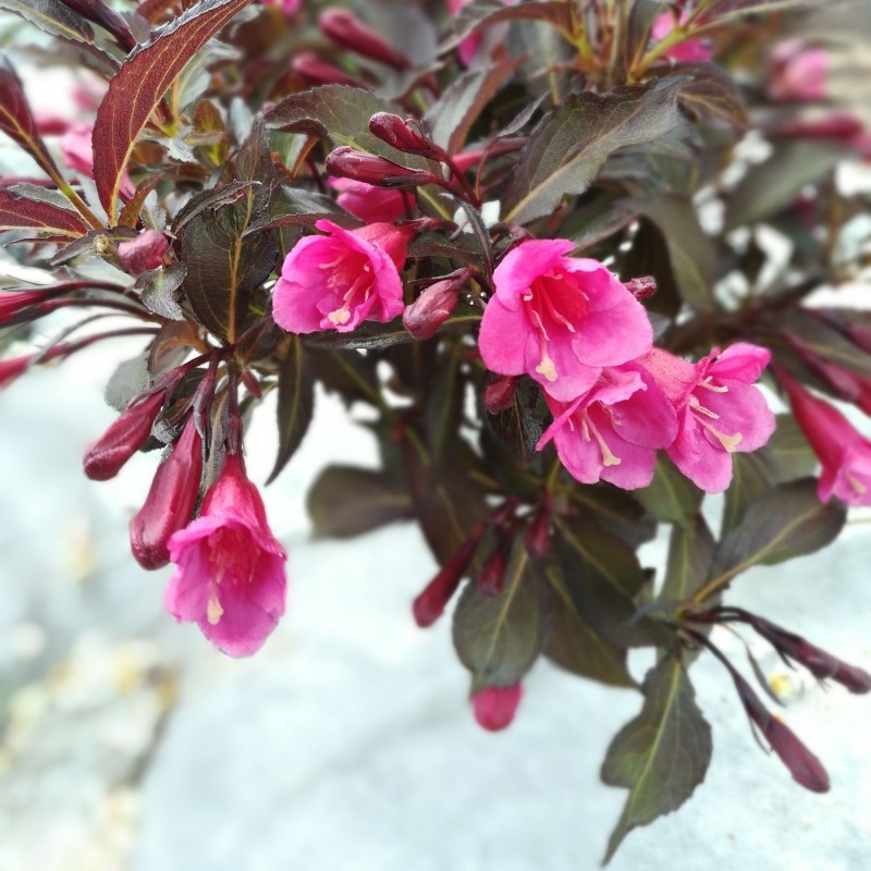 Weigela Alexandra 