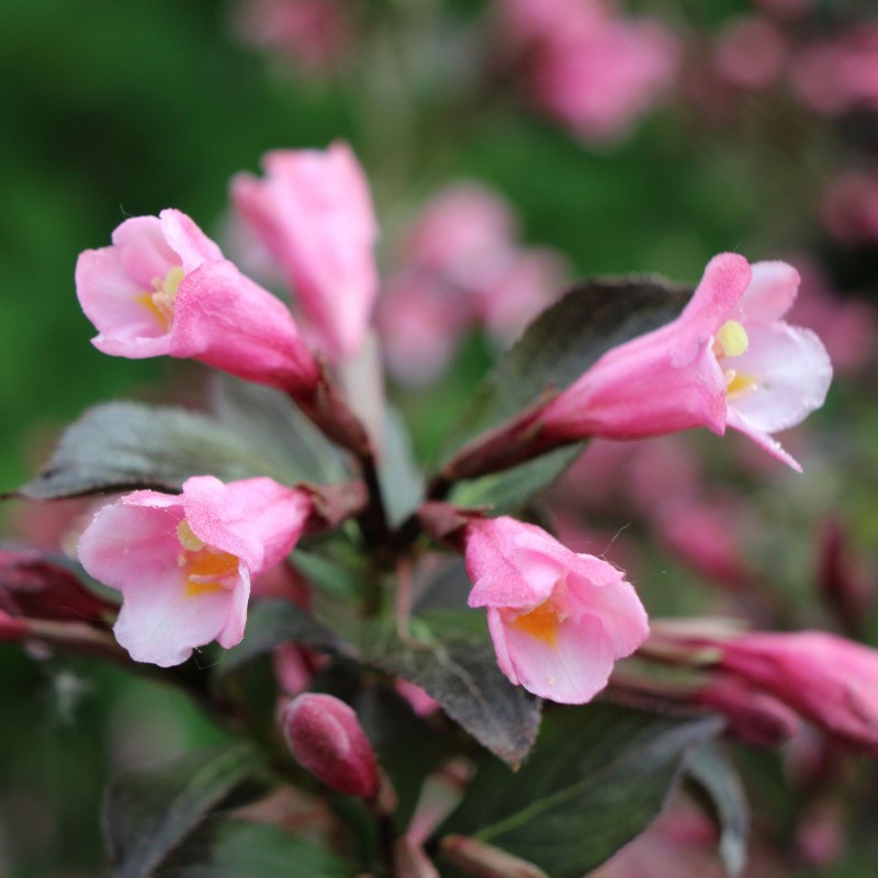 Weigela Atropurpurea Nana