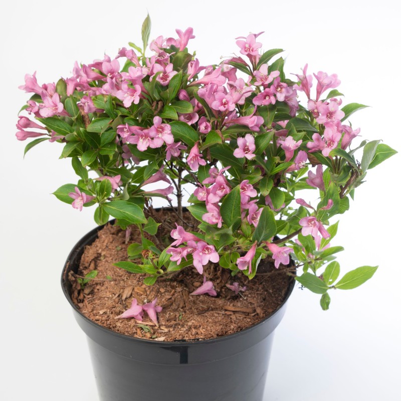 Weigela pink Poppet
