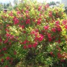 Weigela Red Prince 