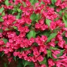 Weigela Red Prince 