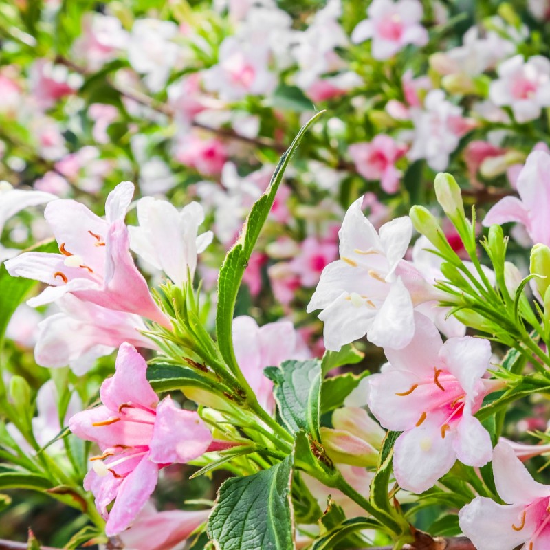 Weigela Variegata