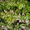 Weigela Variegata