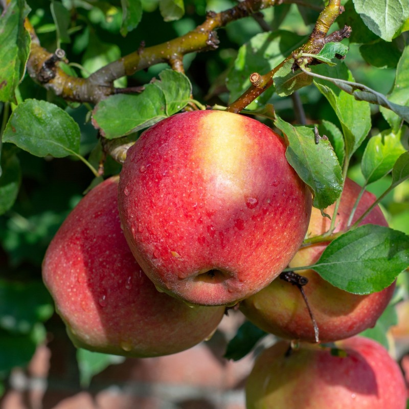 Malus domestica Braeburn