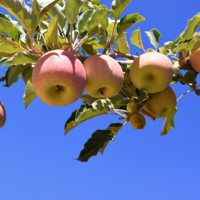 Malus domestica Cripps Pink 