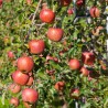 Malus domestica Fuji 
